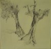 1909-1913 ca. -  Alberi